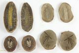 Lot: Mazon Creek Fossil Ferns - + Pieces #140732-3
